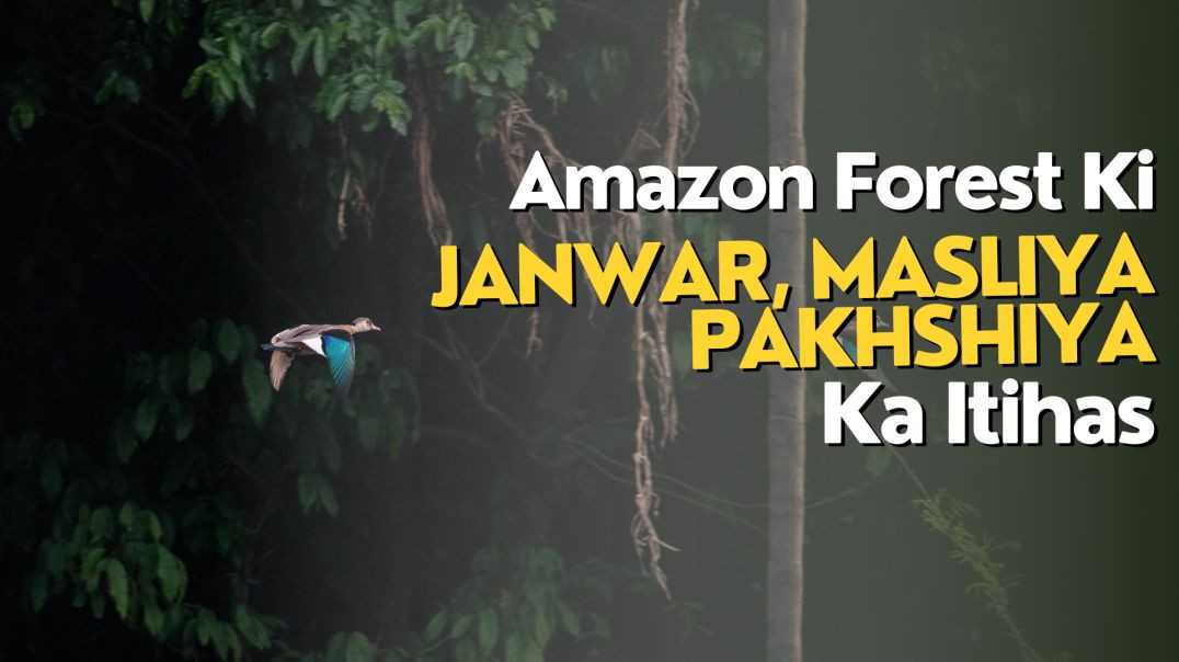 Amazon Forest Ki Janwar, Masliya Aur Pakhshiya Ka Itihas