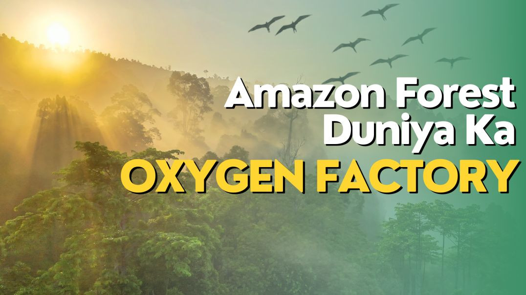 Amazon Forest Duniya Ka Oxygen Factory | Amazon Forest All Famous