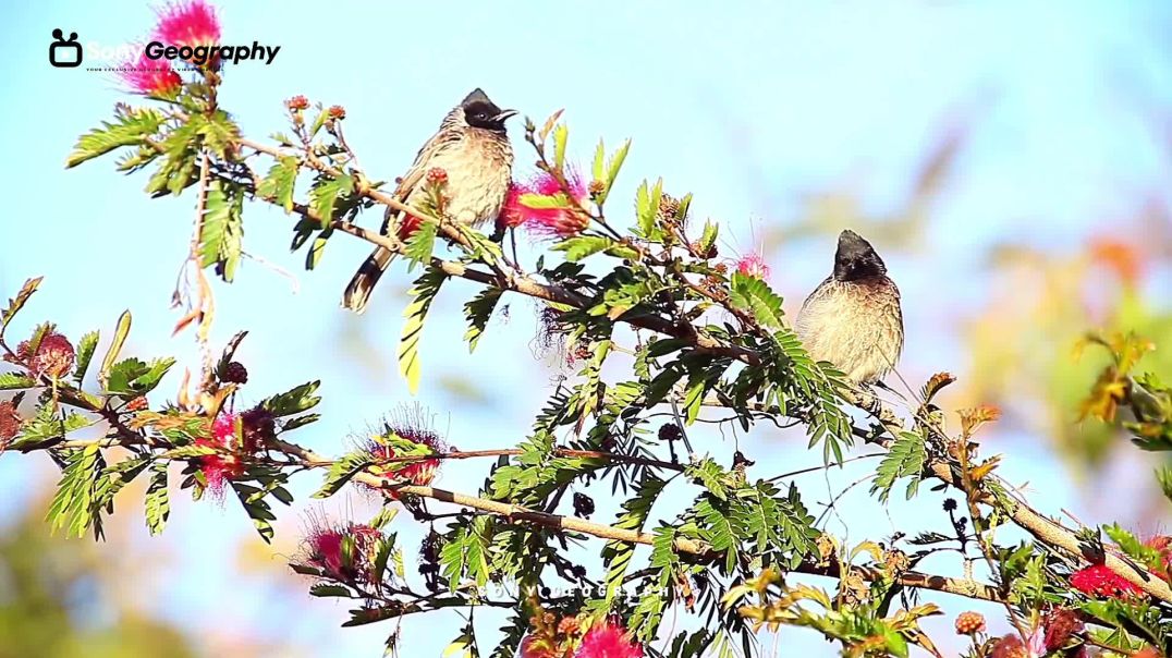 Colourful birds in the world and their travel/world famouse birds