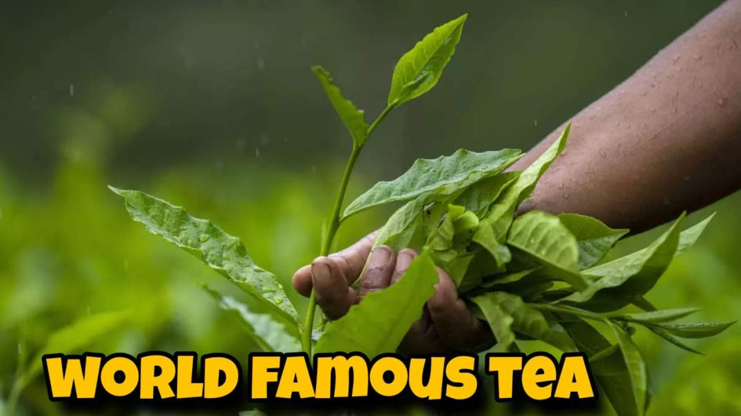 Tea garden history in india/ world famous tea assam