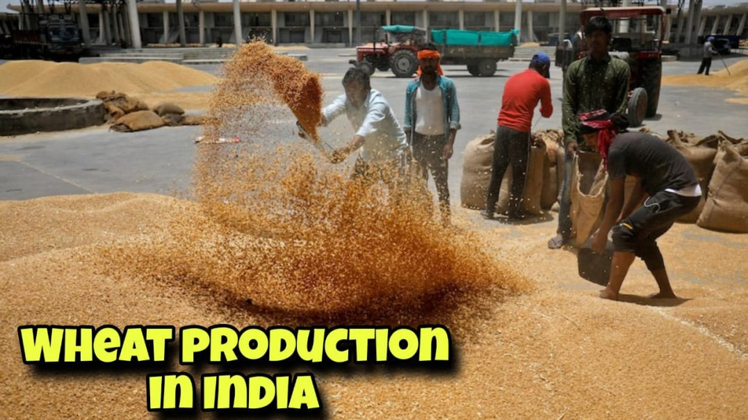 wheat agriculture in india production