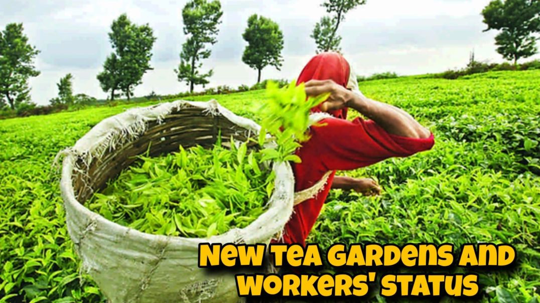 New tea gardens and workers labour payment status