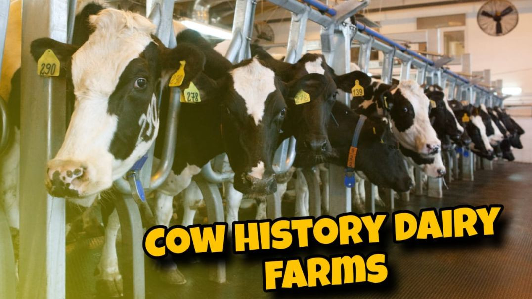 Cow history dairy farms