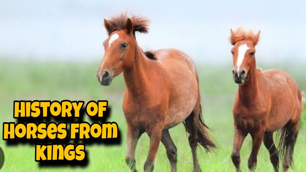 History of horses from kings