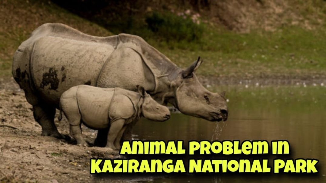 ASSAM KA NATIONAL PARK KIZRANGA FLOOD SITUATION