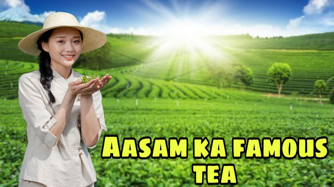 Asssam tea famous / world famous tea garden assam