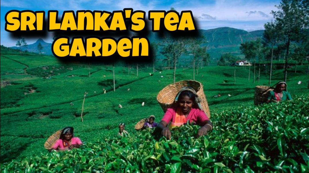 Sri lanka"s tea garden