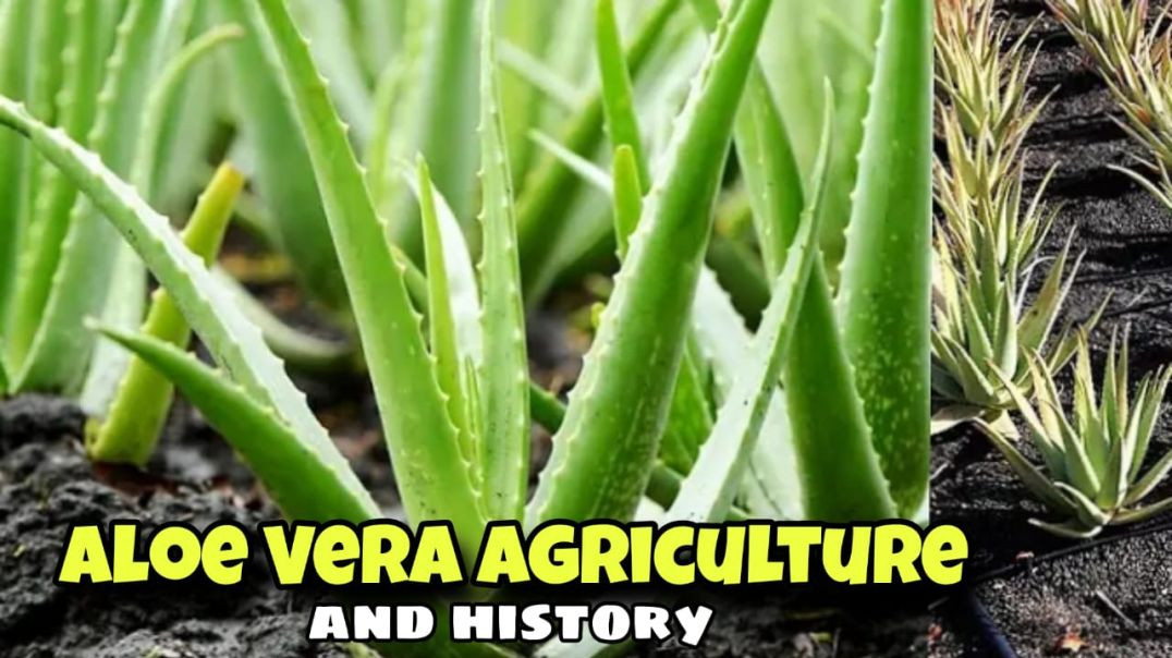 Aloe vera history / agriculture aloe vera