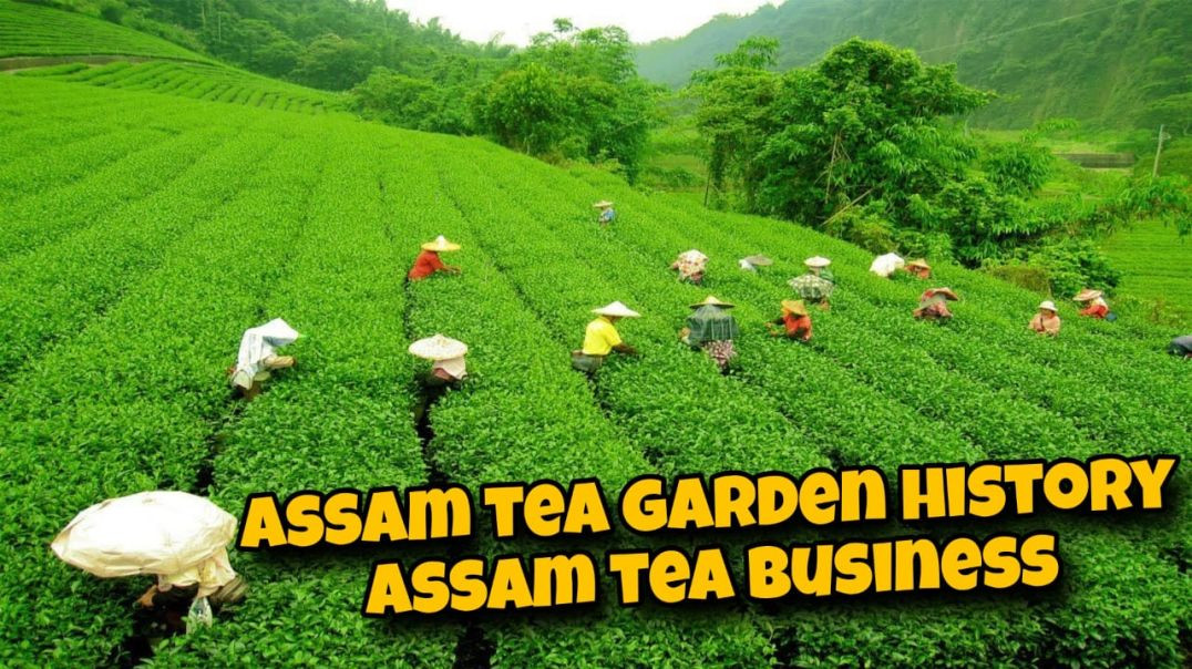 Assam tea garden history / Assam tea business