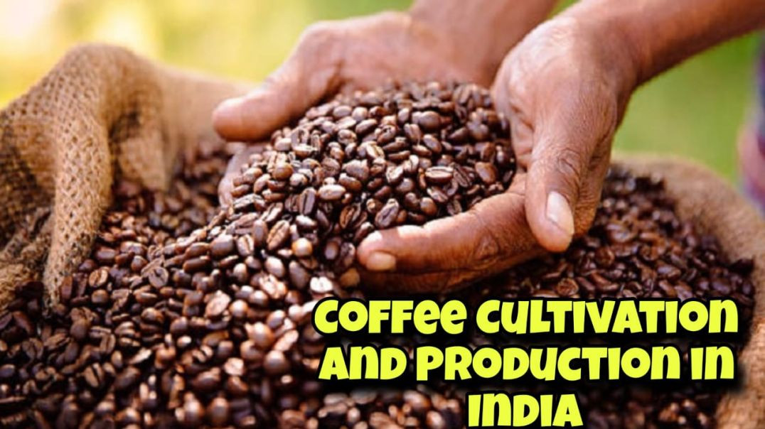 Coffee cultivation and product in indian agriculture