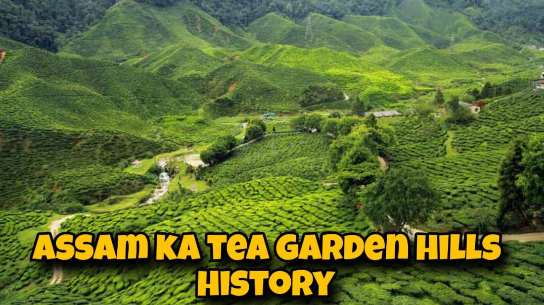 ASSAM KA TEA GARDEN HILLS HISTORY