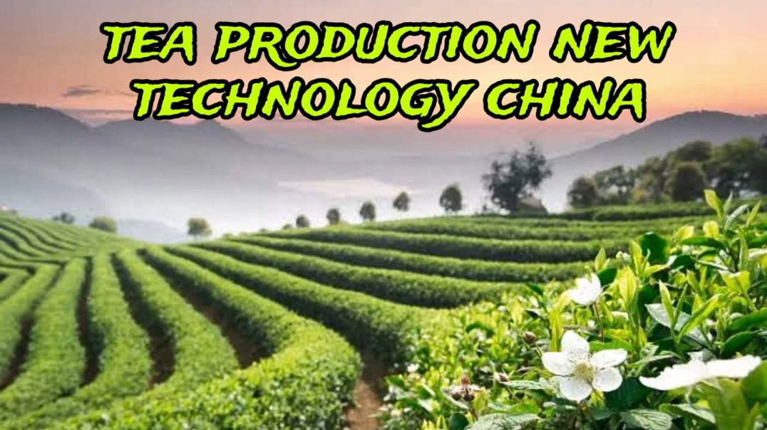 Tea production new technology china