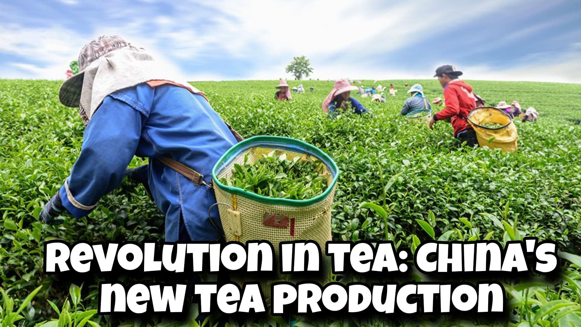 ⁣Revolution in Tea: China’s New Tea Production Technology (Hindi Documentary)
