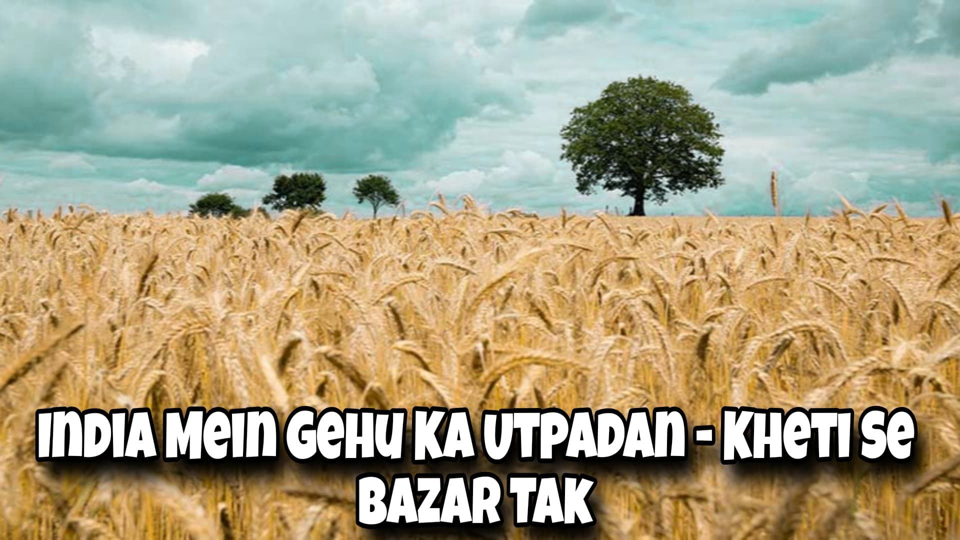 India Mein Gehu Ka Utpadan – Kheti Se Bazar Tak