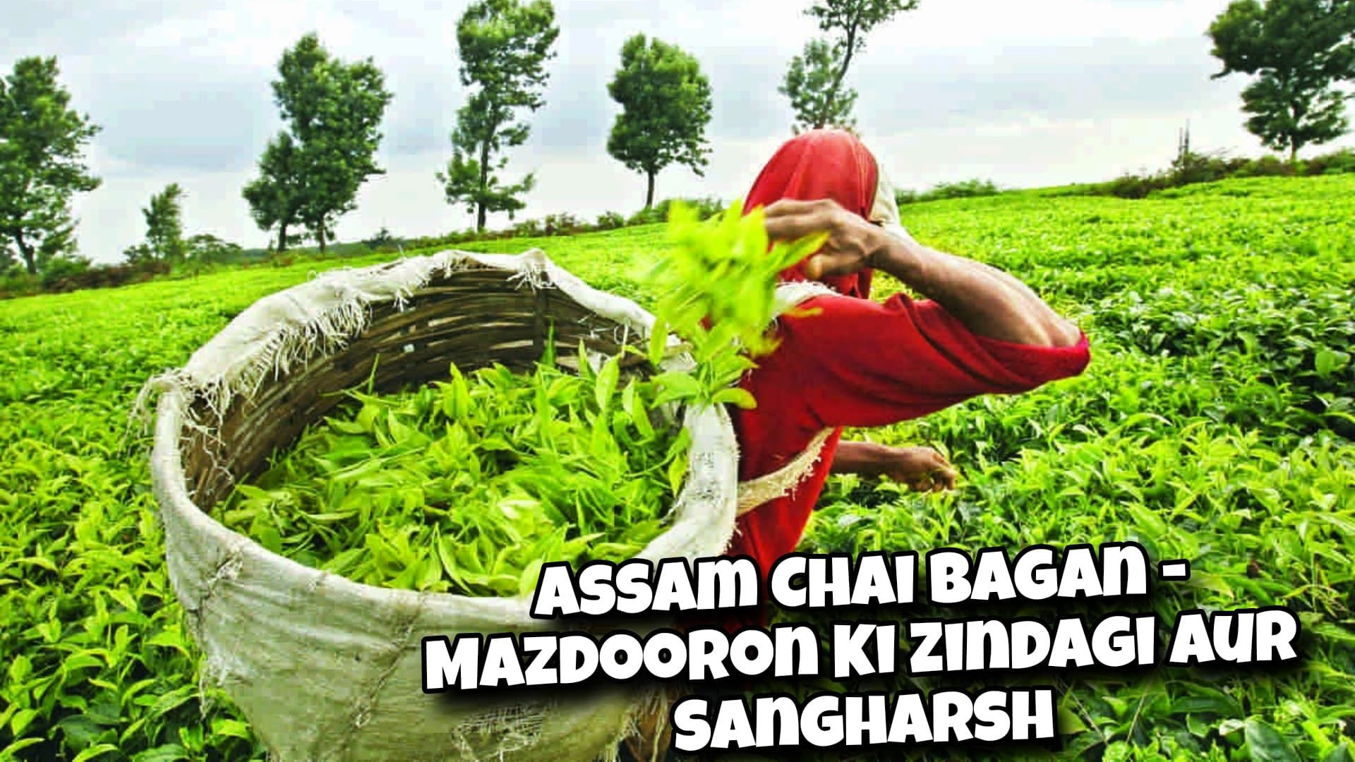 Assam Chai Bagan – Mazdooron Ki Zindagi Aur Sangharsh