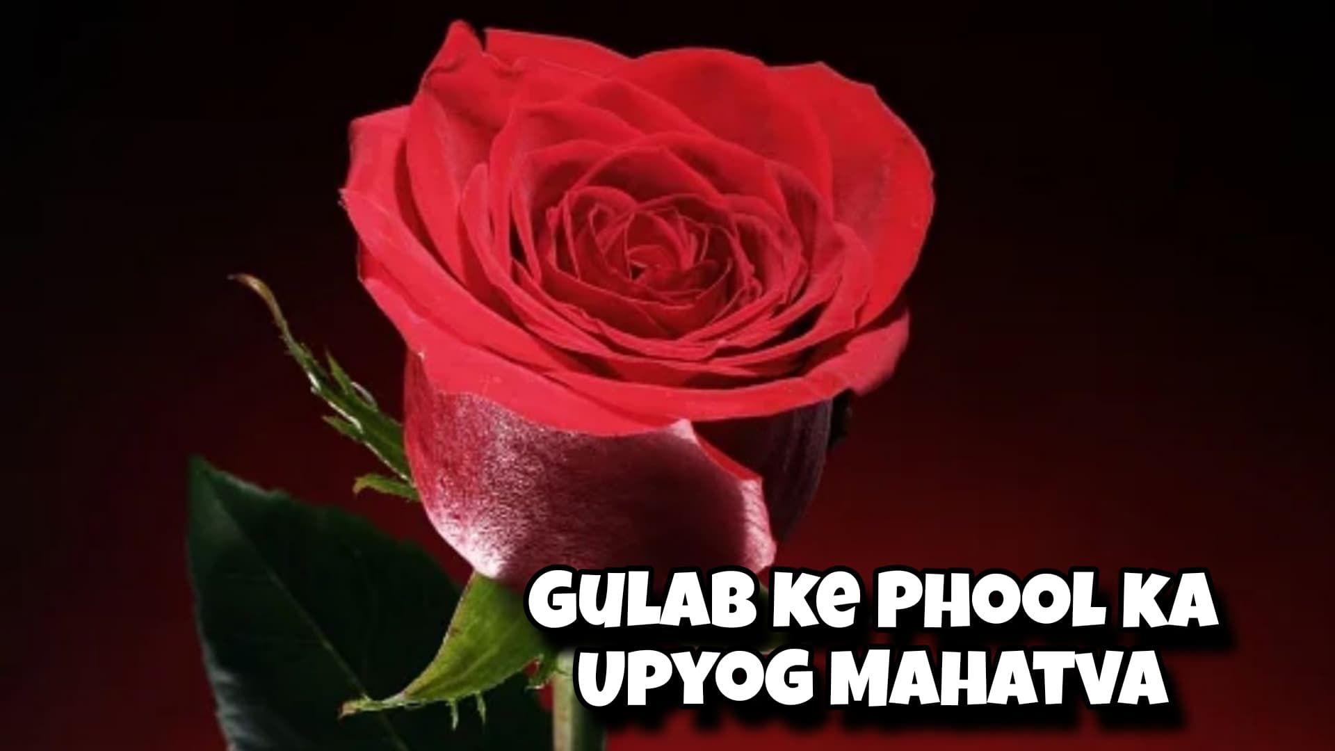 Gulab Ke Phool Ka Upyog aur Mahatva