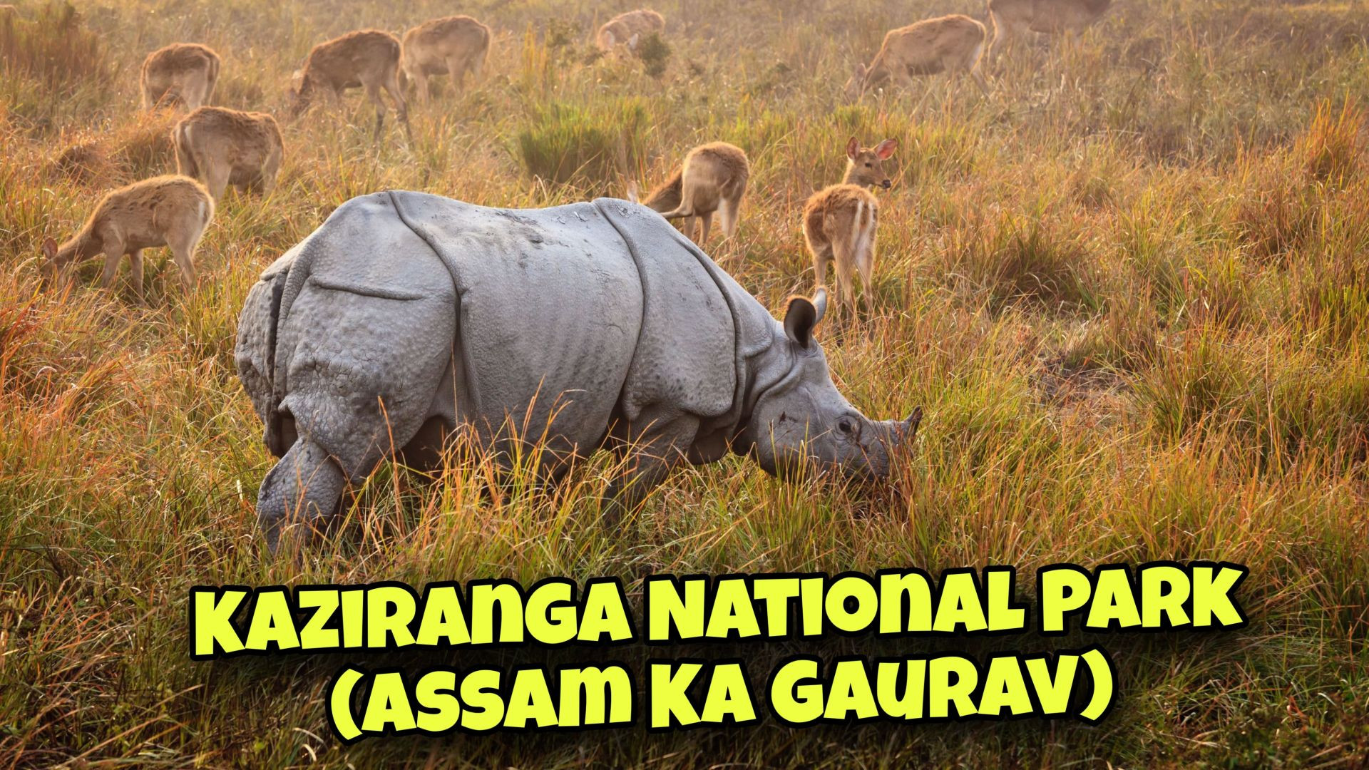 Kaziranga National Park (Assam Ka Gaurav)
